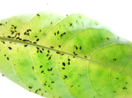 観葉植物から虫が 知っておきたい駆除の方法や害虫がつきにくい植物5選 インテリアまとめサイト Luv Interior