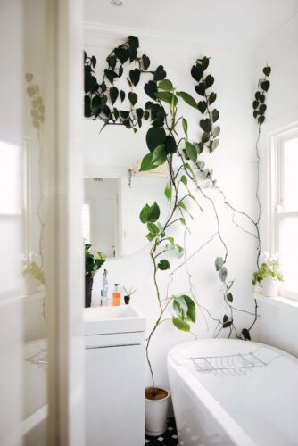 DIYでt賃貸お風呂をオシャレに！植物を飾ろう